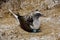 Blue footed booby sits on eggs