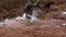 Blue footed booby spreads wings