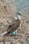 Blue-footed booby standing on a branch