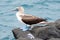Blue-footed booby (Sula Nebouxii)