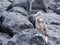 Blue-footed booby, Sula nebouxii excisa, sitting on a rock, Santa Cruz, Galapagos, Ecuador.