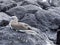 Blue-footed booby, Sula nebouxii excisa, sitting on a rock, Santa Cruz, Galapagos, Ecuador.