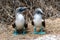 Blue-footed Booby sula nebouxii on Isla de la Plata