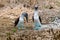 Blue-footed Booby sula nebouxii on Isla de la Plata