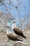 Blue-footed Booby sula nebouxii on Isla de la Plata, Ecuador