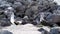 blue footed booby , Sula nebouxii, is a marine bird