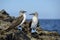 Blue-footed Booby Sula nebouxii on rocks, Punta Moreno, Isabela Island, Galapagos Islands