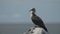 Blue-footed booby on top of a rock in the Galalagos Islands