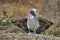 Blue footed booby with wings extended