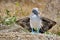 Blue footed booby with wings extended