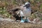 Blue footed booby with wings extended