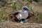 Blue footed booby with wings extended