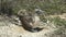 Blue-footed booby and young chick at Nth Seymour in The Galalagos