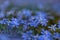 Blue forest primroses. Pocheechechnik. Spring.Wood revives.