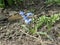 Blue forest scape flowers