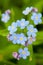 Blue forget-me-not