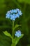 Blue forget-me-not