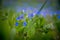 Blue forget me not and colourful wildflowers in spring