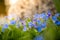 Blue forget me not and colourful wildflowers in spring