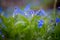 Blue forget me not and colourful wildflowers in spring