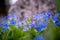 Blue forget me not and colourful wildflowers in spring