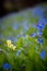 Blue forget me not and colourful wildflowers in spring