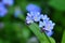 Blue forget-me-not flower macro