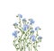 Blue forget-me-not flowers in a floral arrangement isolated on white background