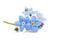 blue forget-me-not flowers isolated