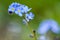 Blue forget-me-not flowers macro view