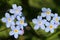 Blue Forget-me-not flowers (Myosotis)