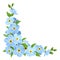 Blue forget-me-not flowers. Vector corner background.