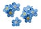 Blue forget me not spring flowers. Decorative elements vector set.