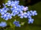 Blue forget-me-nots bloomed in the garden, macro
