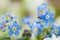 Blue forgetmenots