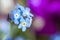 Blue forgetmenots