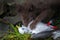 Blue Fox breaks bird Seagull, caught on rookery