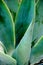 A Blue fox tail agave closeup with interesting nature abstract shape of the leaves.