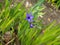 Blue freesia or Baboon flowers in the garden