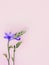 Blue freesia or baboon flowers pink background