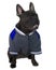 Blue French bulldog in college high school jackets,