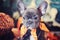 Blue french bulldog puppy halloween