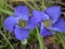 Blue Fringed Gentian flowers