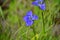 Blue Fringed Gentian flowers