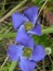 Blue Fringed Gentian flowers