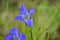 Blue Fringed Gentian flowers