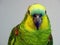 Blue-fronted Amazon parrot