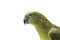 Blue fronted Amazon parrot