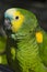 Blue-fronted Amazon Parrot