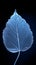 Blue frost enchantment Single syringa leaf, frozen and isolated beautifully